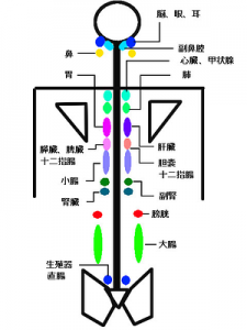 内蔵・神経反射図