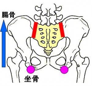 不妊の骨盤　仙腸関節と坐骨