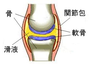 関節の仕組みの図