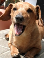 愛犬力男の画像